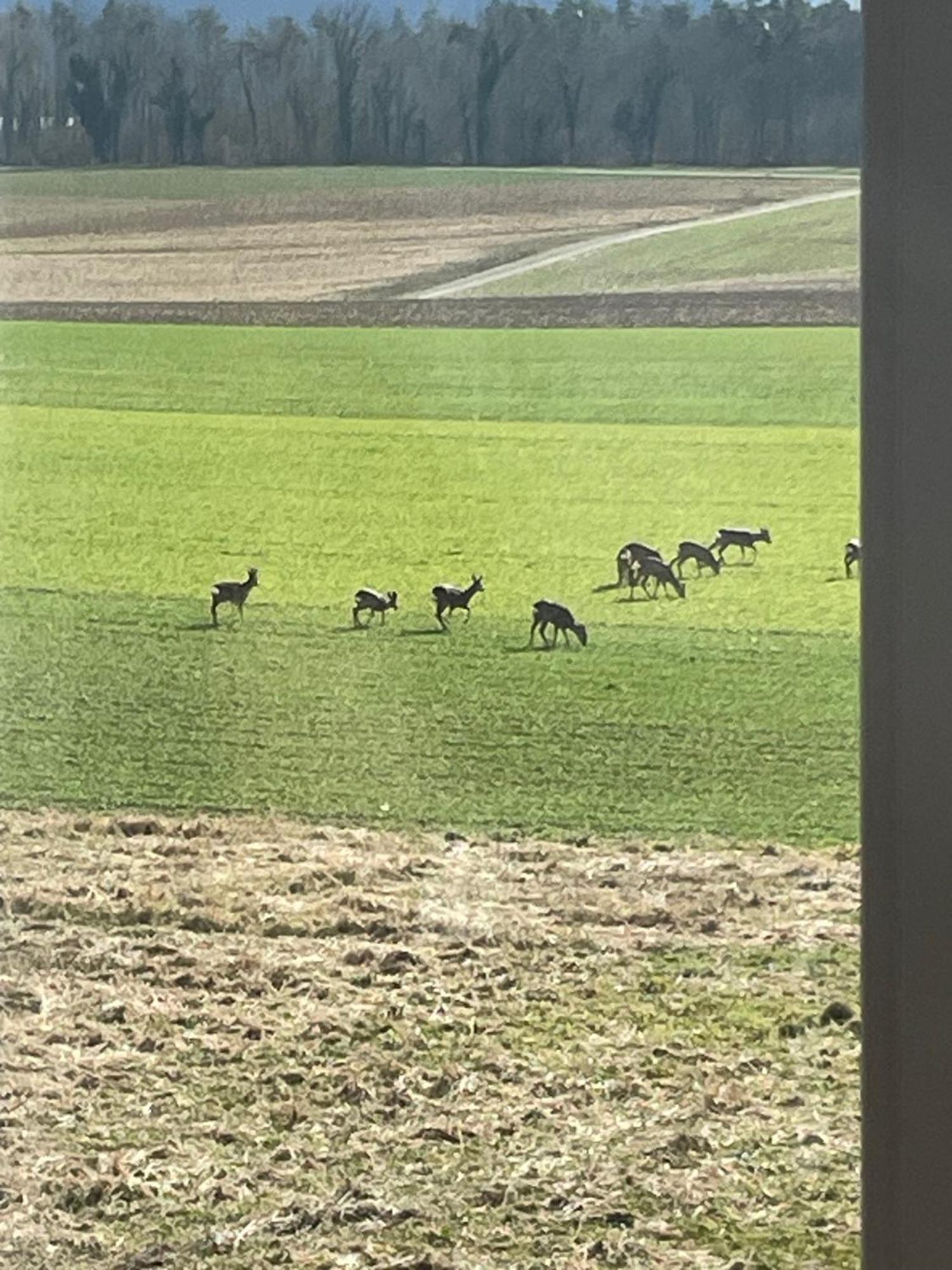 Schoene Unterkunft Naehe Schweiz Gottmadingen Esterno foto