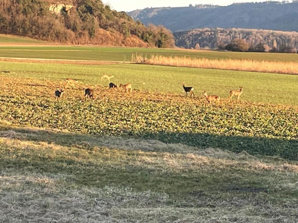 Schoene Unterkunft Naehe Schweiz Gottmadingen Esterno foto